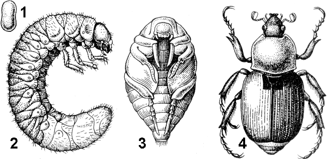 Личинка майского жука рисунок